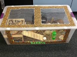 plastic tote guinea pig cage